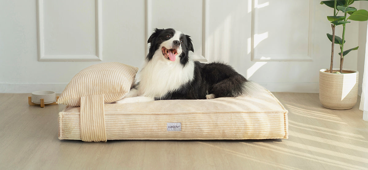 Pet Beds