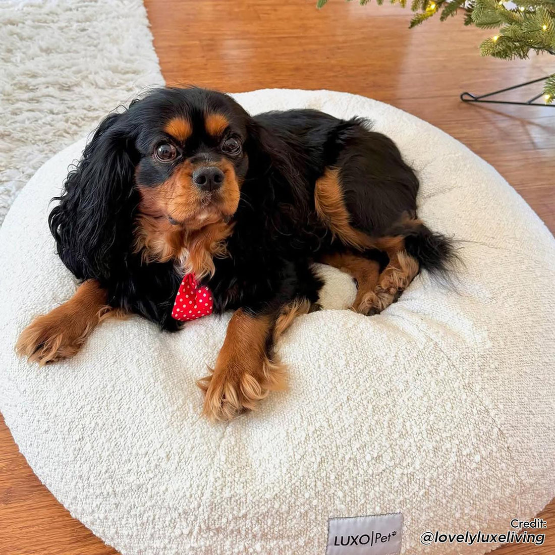 Kyra Medium Boucle Pet Bed – Light Beige Comfort: A spaniel relaxes on a plush, raised bolster bed, showcasing ergonomic design and boucle fabric texture for head and neck support.