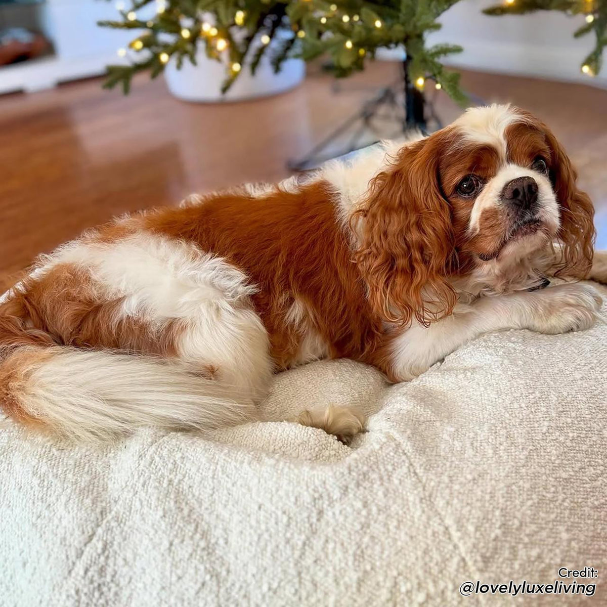 Kyra Medium Boucle Pet Bed – Light Beige Comfort: A dog rests on a plush, supportive pet bed with raised bolsters, offering ergonomic neck support, blending seamlessly with modern home interiors.