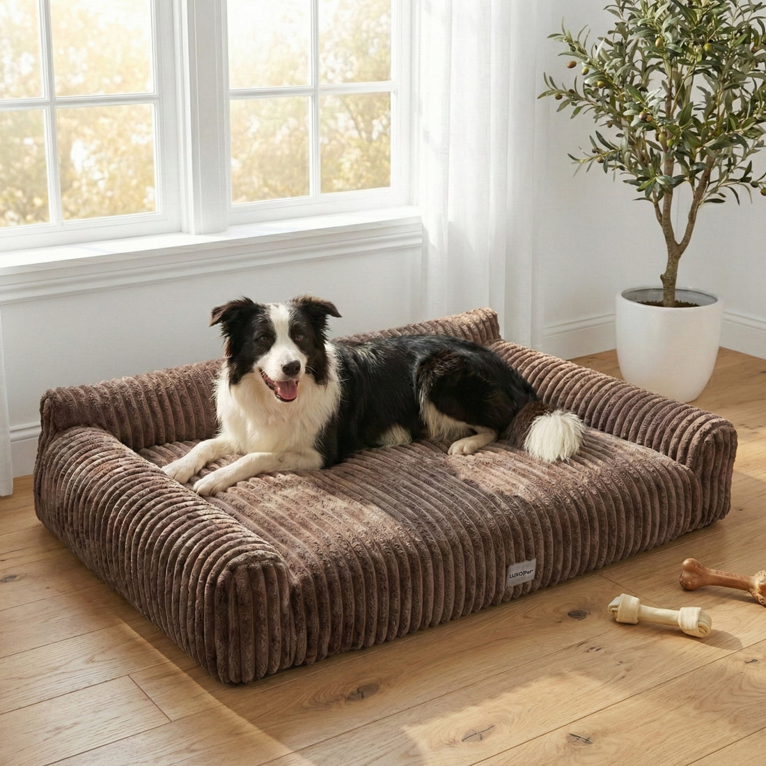 Large brown corduroy pet bed with a black and white dog lounging in a sunlit room with wood flooring and plant